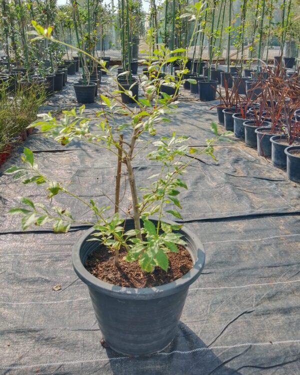Duranta erecta