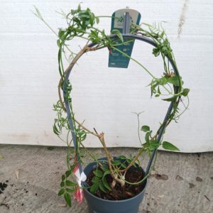 Jasminum polyanthum