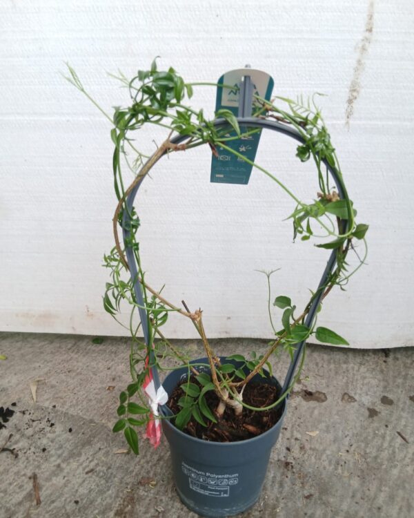 Jasminum polyanthum