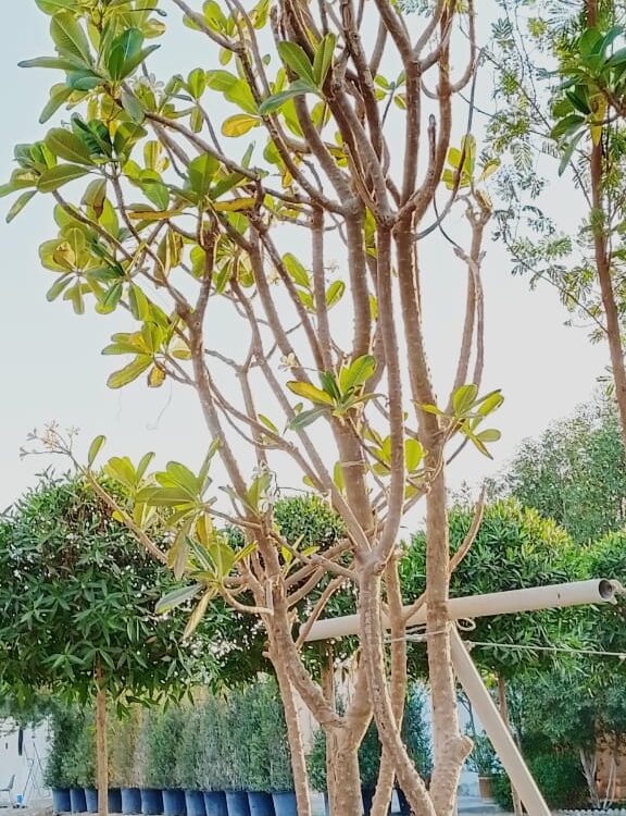 Plumeria obtusa