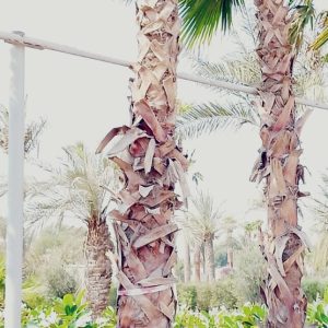 Washingtonia robusta