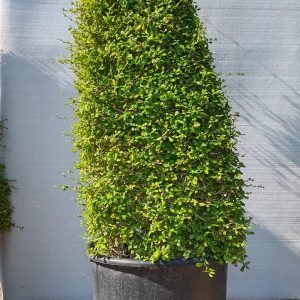 Ehretia Microphylla