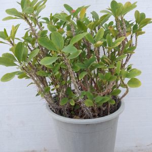Euphorbia milii
