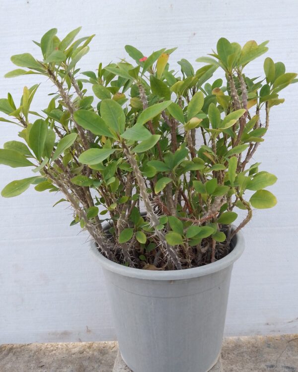 Euphorbia milii