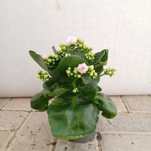 Kalanchoe