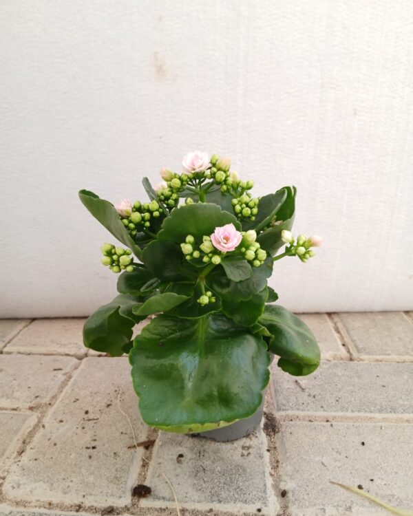 Kalanchoe