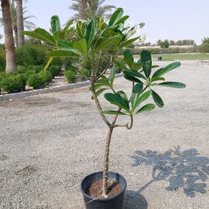 Plumeria obtusa