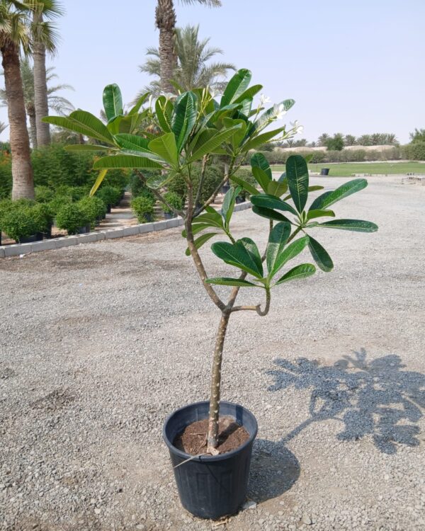 Plumeria obtusa
