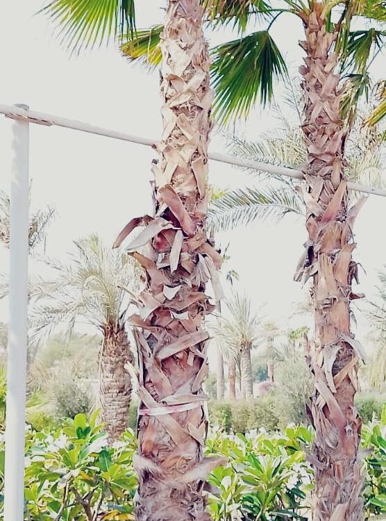 Washingtonia Robusta