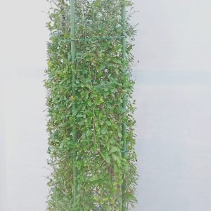 Ehretia Microphylla