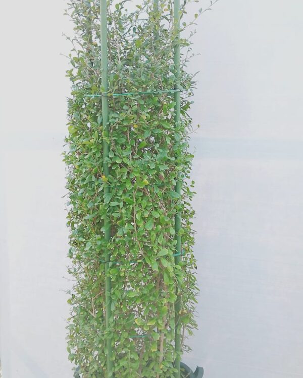 Ehretia Microphylla