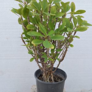 Euphorbia milii