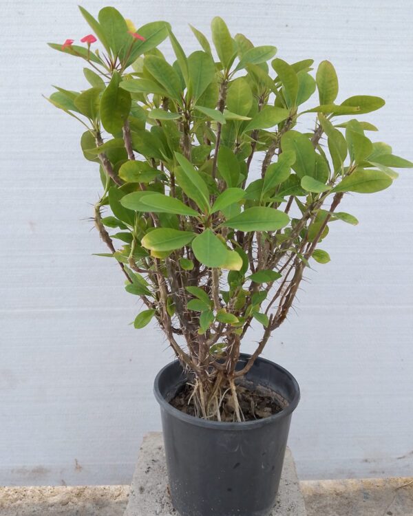Adenium obesum