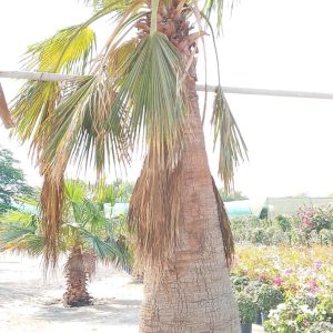 Washingtonia robusta
