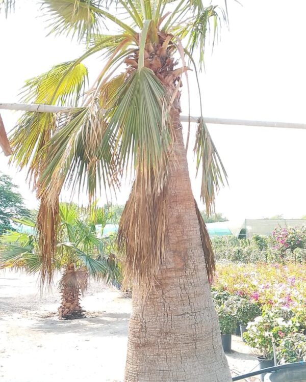 Washingtonia Robusta