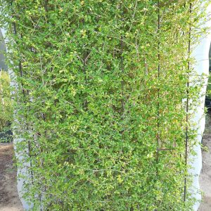 Ehretia Microphylla