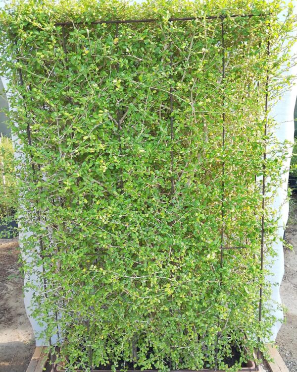 Ehretia Microphylla
