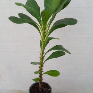 Euphorbia milii