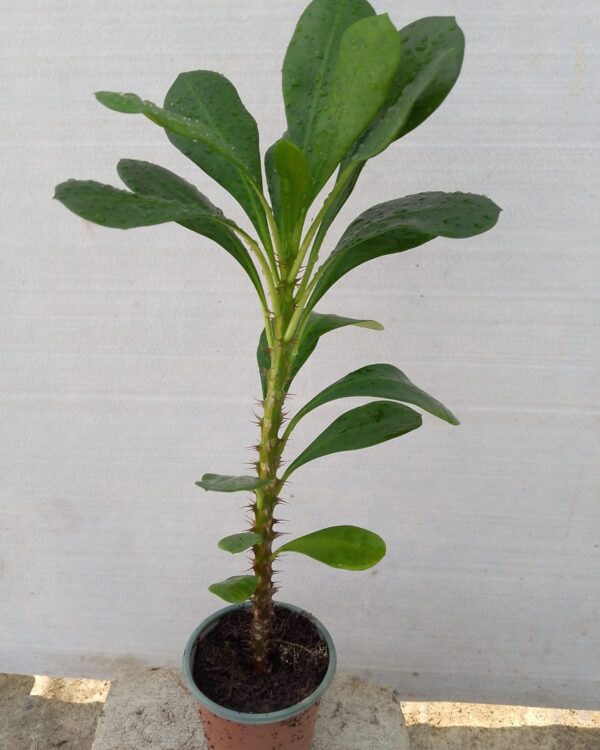 Euphorbia milii