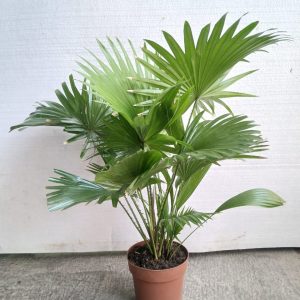 Livistona rotundifolia
