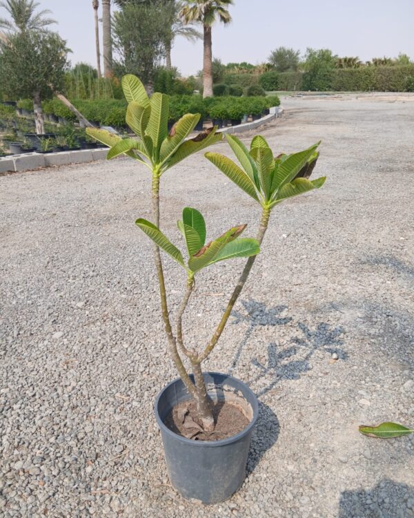 Plumeria obtusa