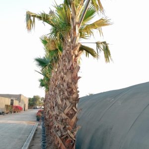 Washingtonia robusta