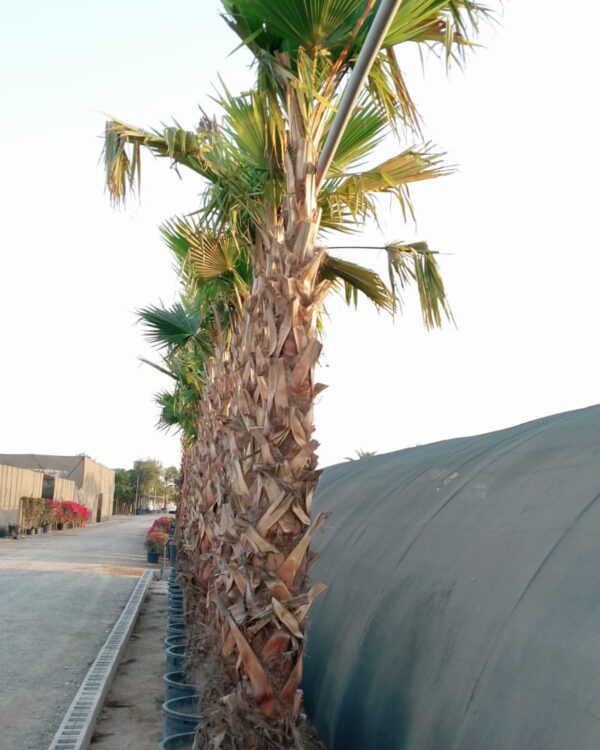 Washingtonia Robusta
