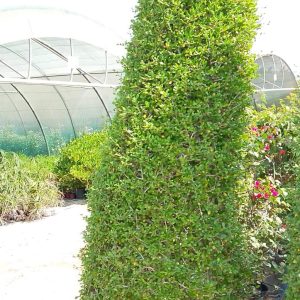 Ehretia Microphylla
