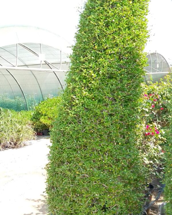 Ehretia Microphylla