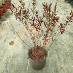 Gaura lindheimeri