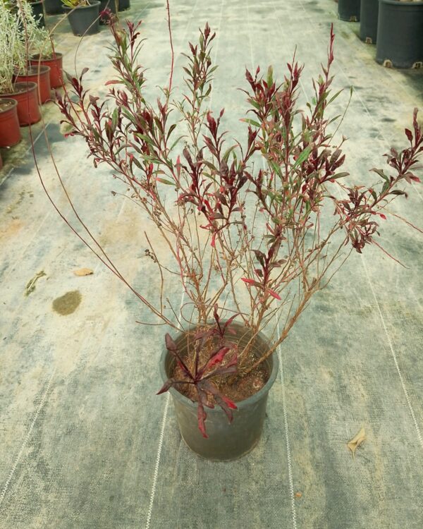 Gaura lindheimeri