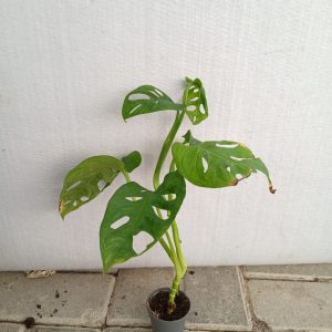 Monstera obliqua