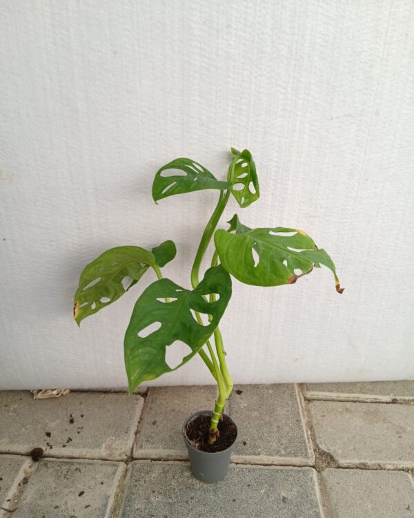 Monstera obliqua