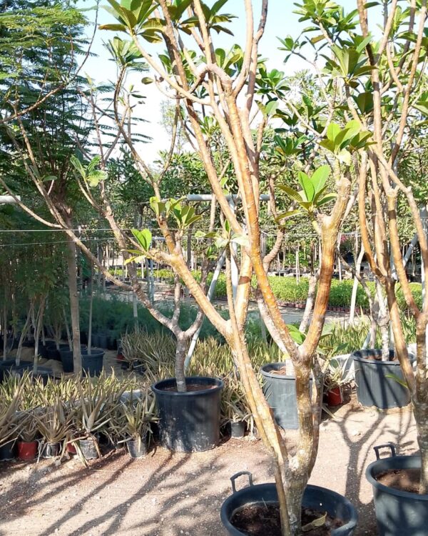 Plumeria rubra