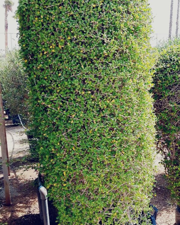 Ehretia Microphylla