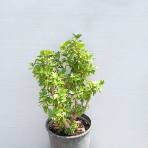 Hibiscus rosa-sinensis