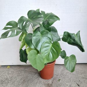 Monstera deliciosa