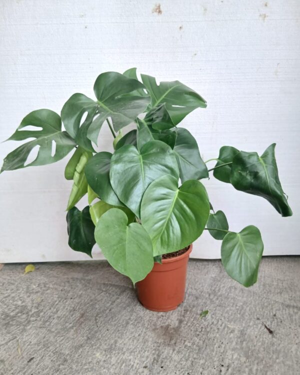 Aglaonema nitidum "silver bay"