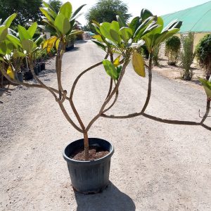 Plumeria rubra