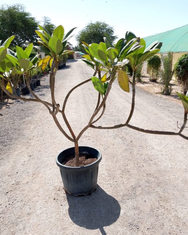 Plumeria rubra
