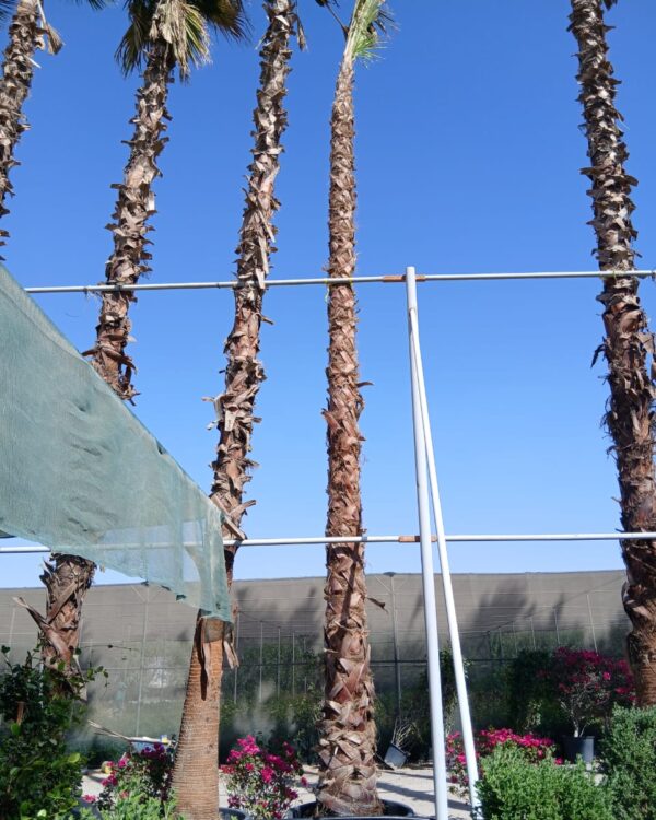 Washingtonia Robusta