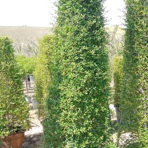 Ehretia Microphylla