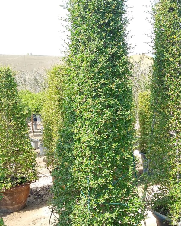 Ehretia Microphylla