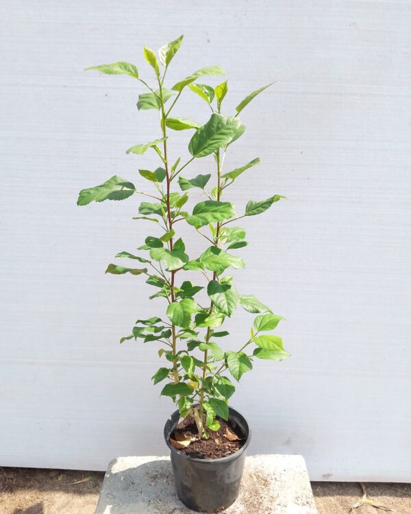 Hibiscus rosa-sinensis