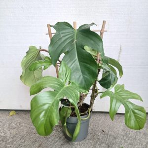 Monstera deliciosa