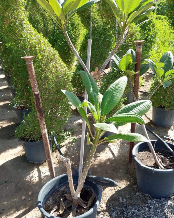 Plumeria rubra