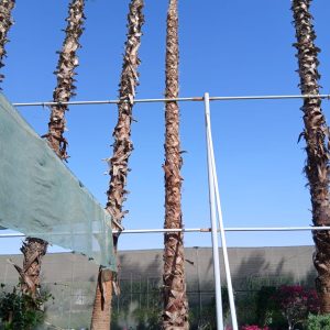 Washingtonia robusta