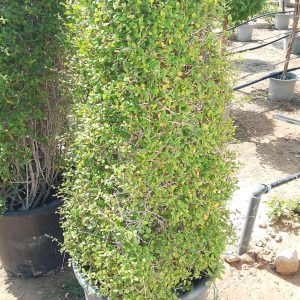 Ehretia Microphylla