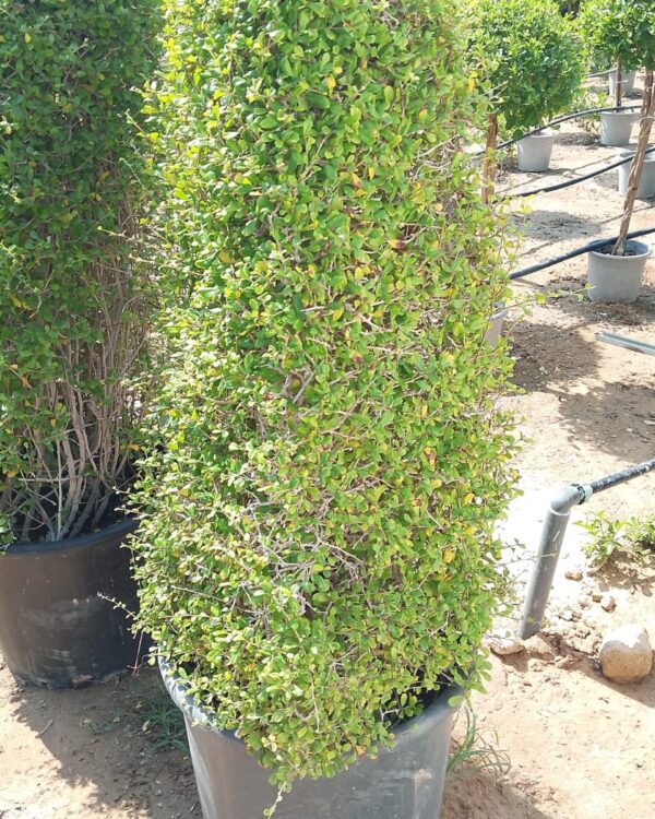 Ehretia Microphylla