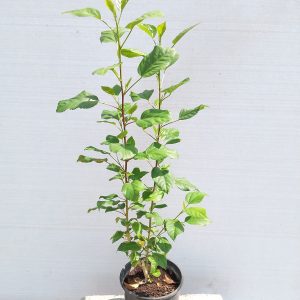 Hibiscus rosa-sinensis